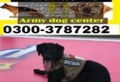 Army Dog Center haveliyan 0304-0767336
