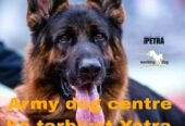 Army Dog Center haveliyan 0304-0767336