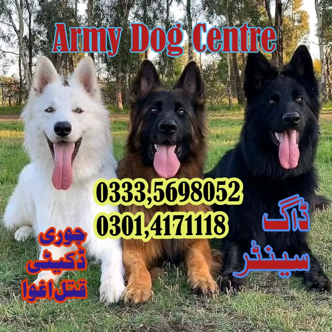 Army Dog Center Ahmedabad 03124760111