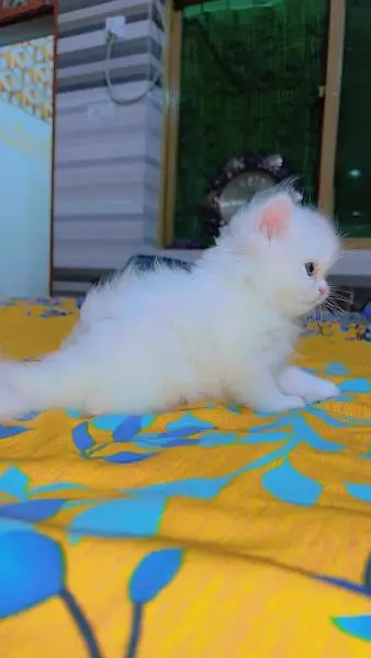 Quality Persian Kittens / cat for sale