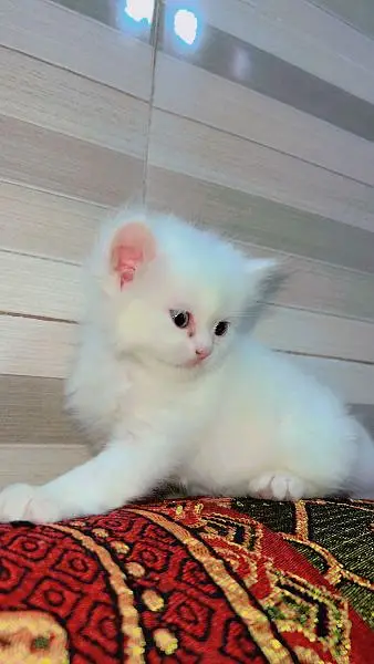 Quality Persian Kittens / cat for sale