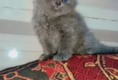 Quality Persian Kittens / cat for sale