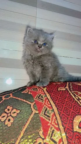 Quality Persian Kittens / cat for sale