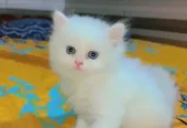 Quality Persian Kittens / cat for sale