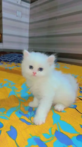 Quality Persian Kittens / cat for sale