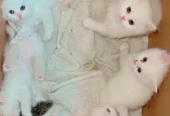 Quality Persian Kittens / cat for sale