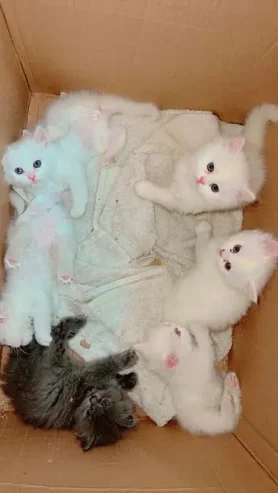 Quality Persian Kittens / cat for sale