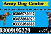 Army Dog Center Okara 03018665280 | Sniffers Dogs