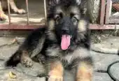 long coat german shepherd puppies for sale