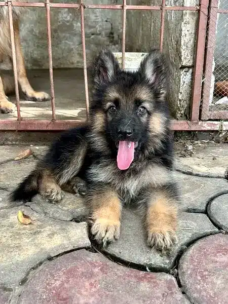 long coat german shepherd puppies for sale