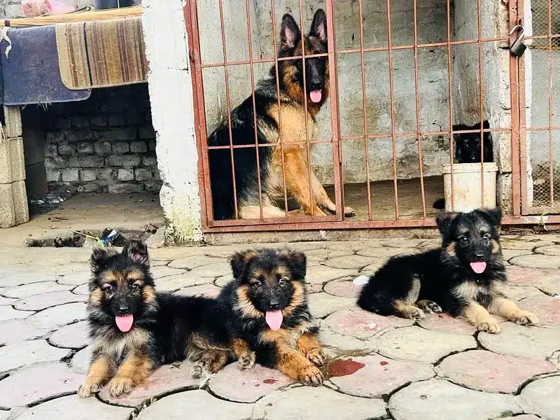 long coat german shepherd puppies for sale