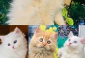 piki face parshion kitten