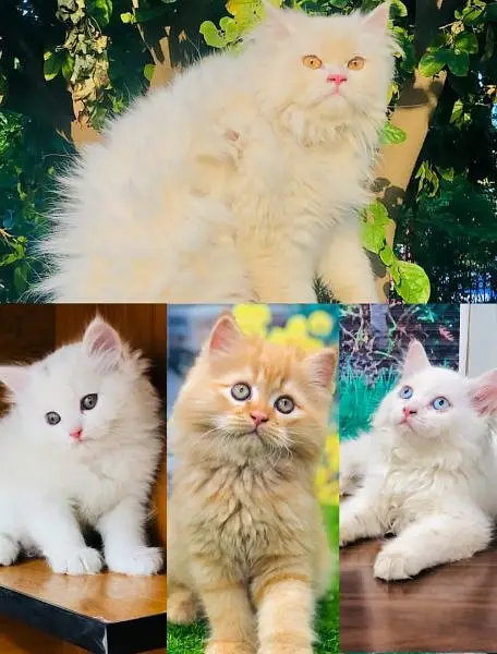 piki face parshion kitten