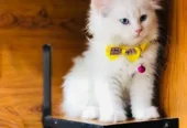 piki face parshion kitten