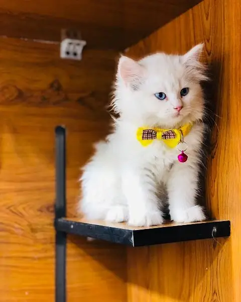 piki face parshion kitten