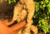 piki face parshion kitten