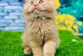 piki face parshion kitten