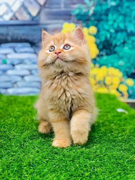 piki face parshion kitten