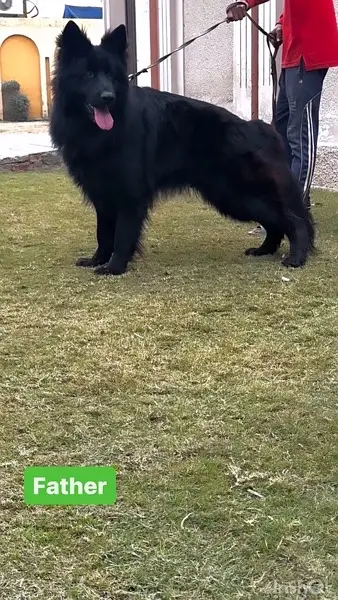 German Shepherd | Puppies | High Quality | Available