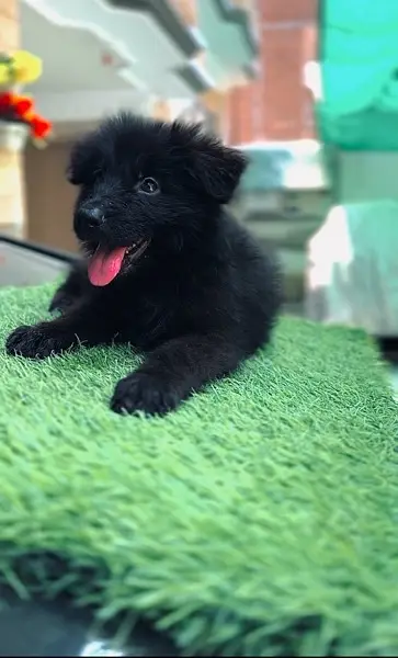 German Shepherd | Puppies | High Quality | Available