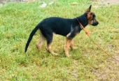 stock coat female German shepard