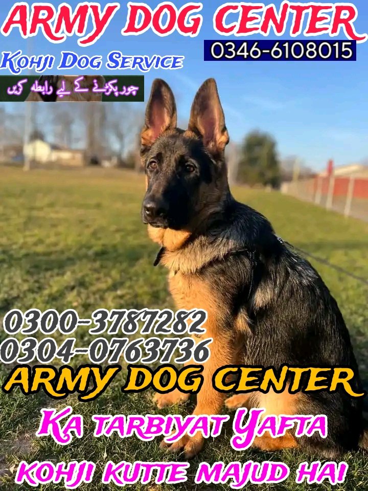 Army dog center okara 0346-6108015