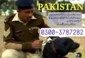 Army dog center okara 0346-6108015
