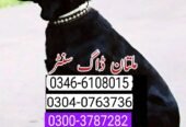 Army dog center multan 0300-3787282