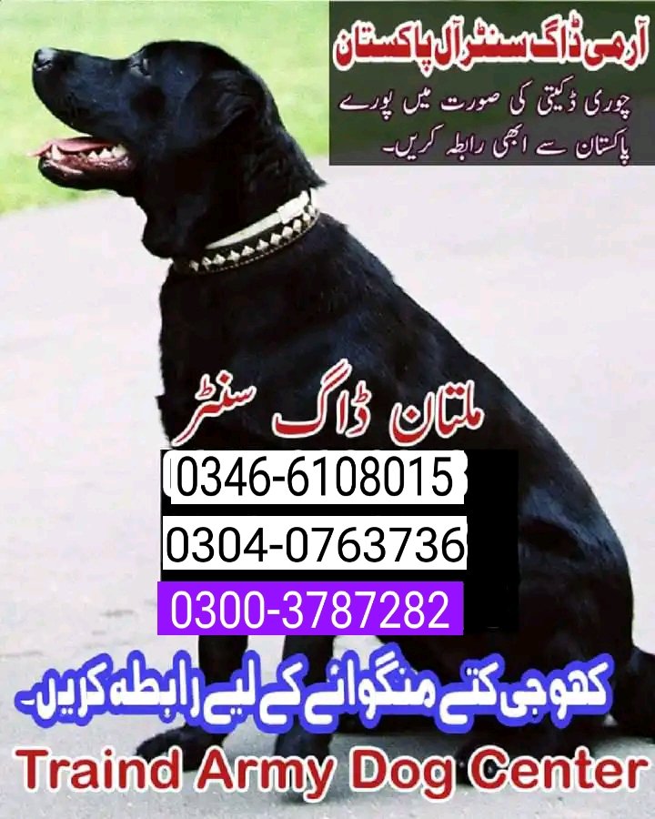 Army dog center multan 0300-3787282