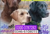 Army dog center multan 0300-3787282