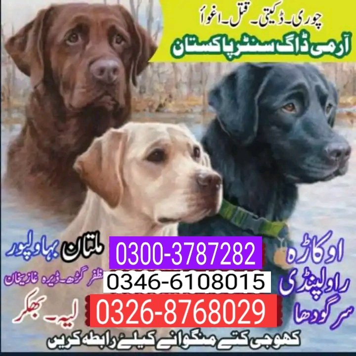 Army dog center multan 0300-3787282