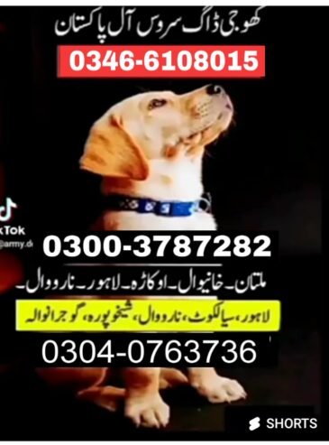 Army Dog Center Karachi 0340-4081110