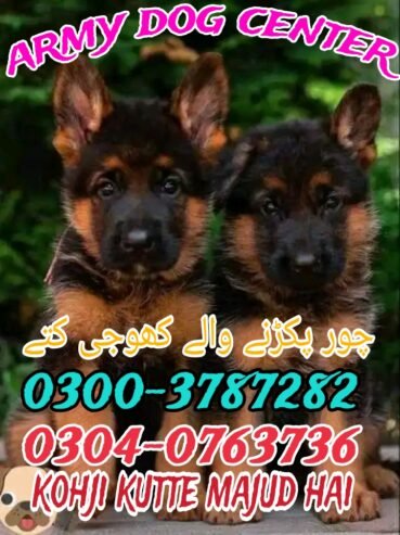 Army Dog Center Dadu 0300-3787282