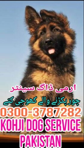 Army Dog Center thatta 0326-8768029