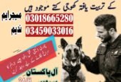 Army Dog Center Taxila 03459033016 | Sniffers Dogs