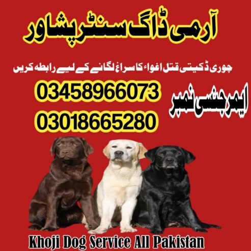 Army Dog Center Peshawar | 03335986666 | Sniffers Dogs