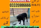 Army Dog Center Muzaffarabad 03458966073 | Khoji Dogs