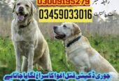 Army Dog Center Taxila 03459033016 | Sniffers Dogs