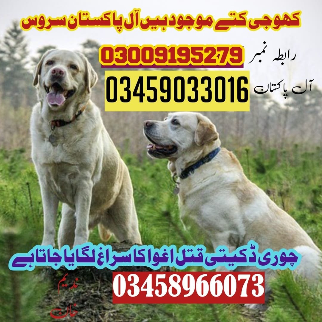 Army Dog Center Taxila 03459033016 | Sniffers Dogs