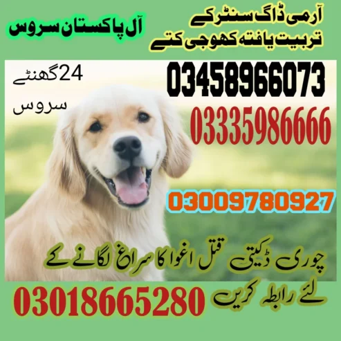 Army Dog Center Mianwali 03018665280 | کھوجی ڈاگ