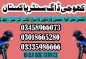 Army Dog Center Khushab 03018665280 | کھوجی کتے