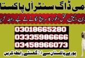 Army Dog Center Khushab 03018665280 | کھوجی کتے