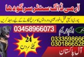 Army Dog Center Khushab 03018665280 | کھوجی کتے