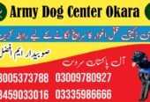 Army Dog Center Vehari 03009195279 | کھوجی کتے