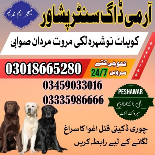 Army dog center Nowshera 03458966073 | کھوجی کتے