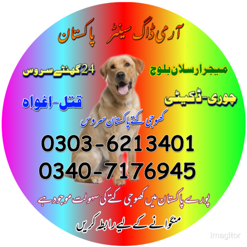 Khoji Dog In Sargodha Cantt 03036213401 | Khoji Kutta