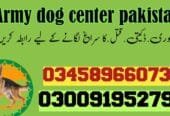 Army Dog Center Sargodha 03005373788 | کھوجی ڈاگ