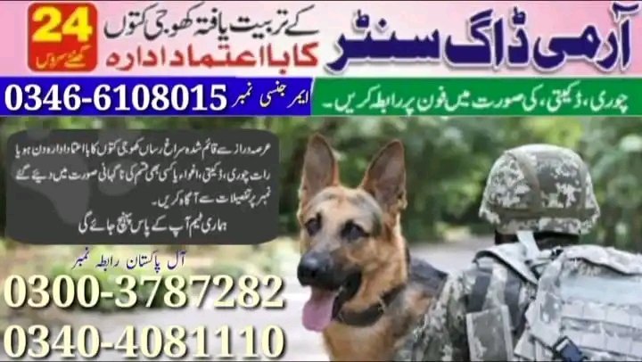 Army dog center Karachi Cantt 0349-1997297