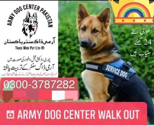 Army Dog Center Karachi 0304-0763736