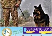 Army Dog Center Karachi 0304-0763736
